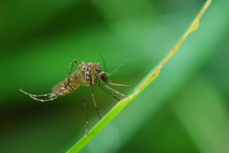 Mosquito Control Service in Mckinney, TX