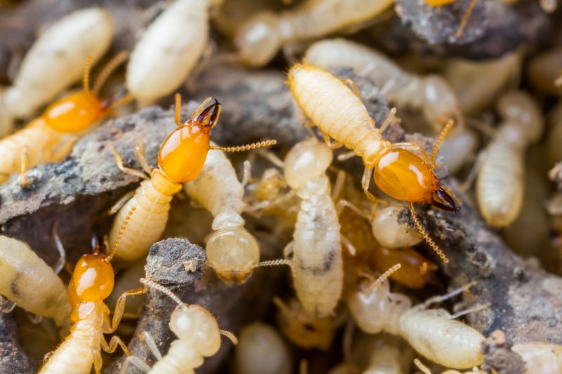 Termite Tenting in Franklin, TN
