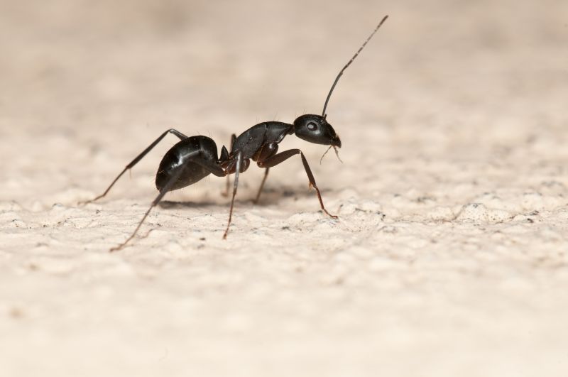 Ant Control Service in Denton, TX