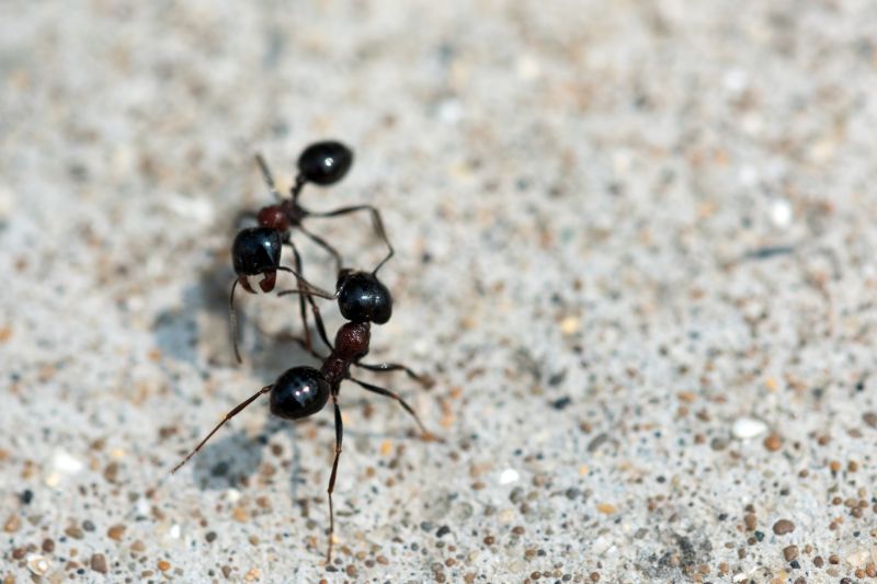 Ant Control Service