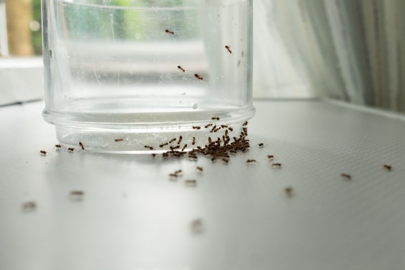 Ant Pest Control Methods That Target Colonies At The Source