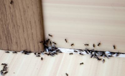 Ants Extermination Service in New Braunfels, TX
