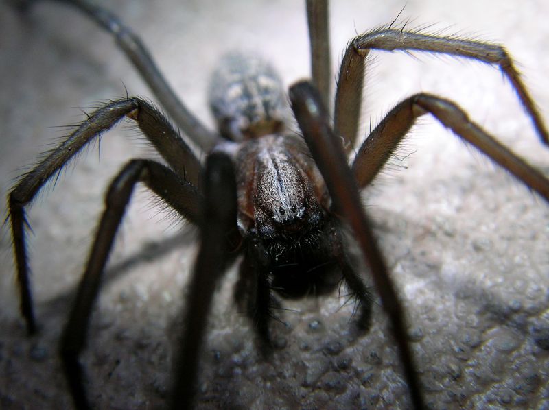 Common Spiders Extermination in Denton, TX