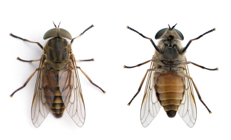 Fly Control Service in Mckinney, TX