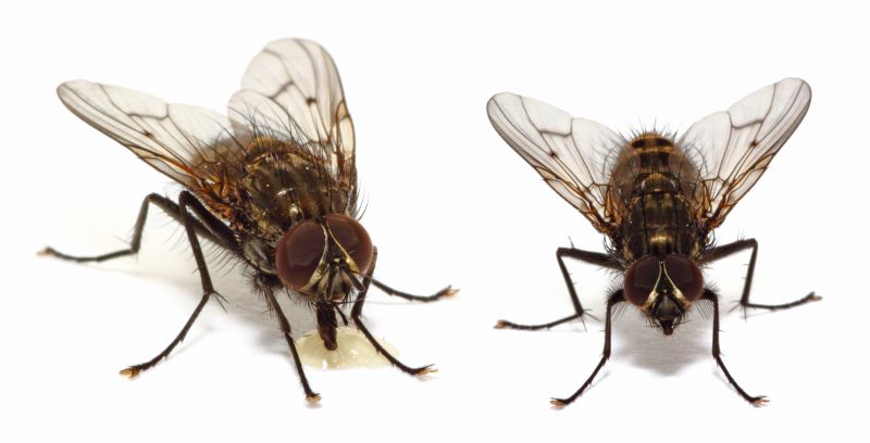 Fly Extermination in Katy, TX