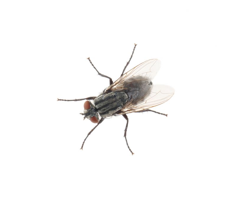 Fly Infestation Extermination in Fort Worth, TX