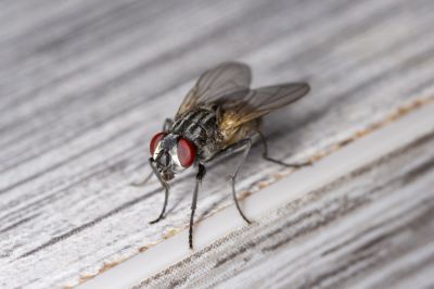 Fly Infestation Extermination in Katy, TX