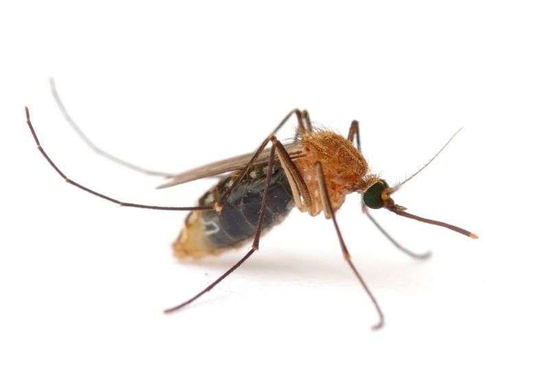 Fly Pest Control in Arlington, TX