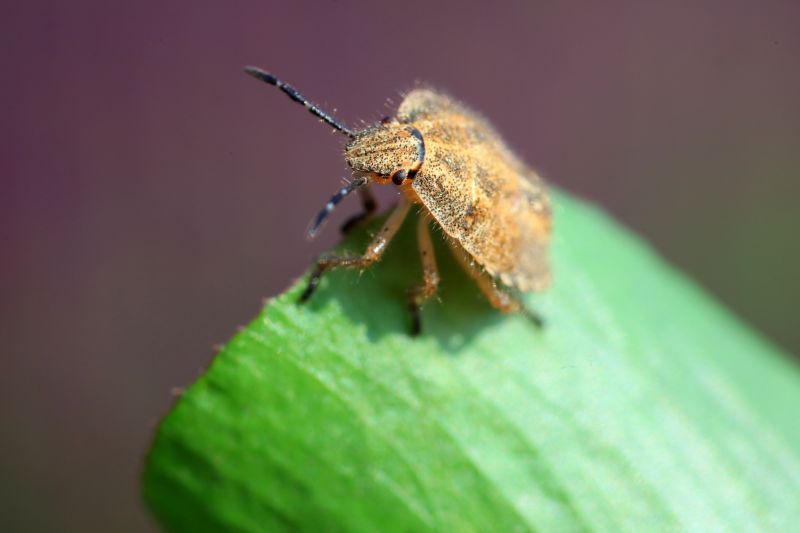 Health And Nuisance Issues Caused By Stinkbugs