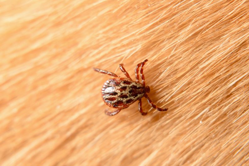 Mites Extermination in Katy, TX