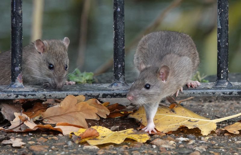 Rat Fumigation Service in Columbus, OH