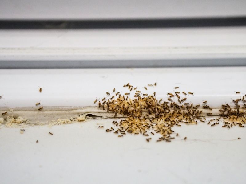 Seasonal Ant Activity And When To Schedule Pest Control Service