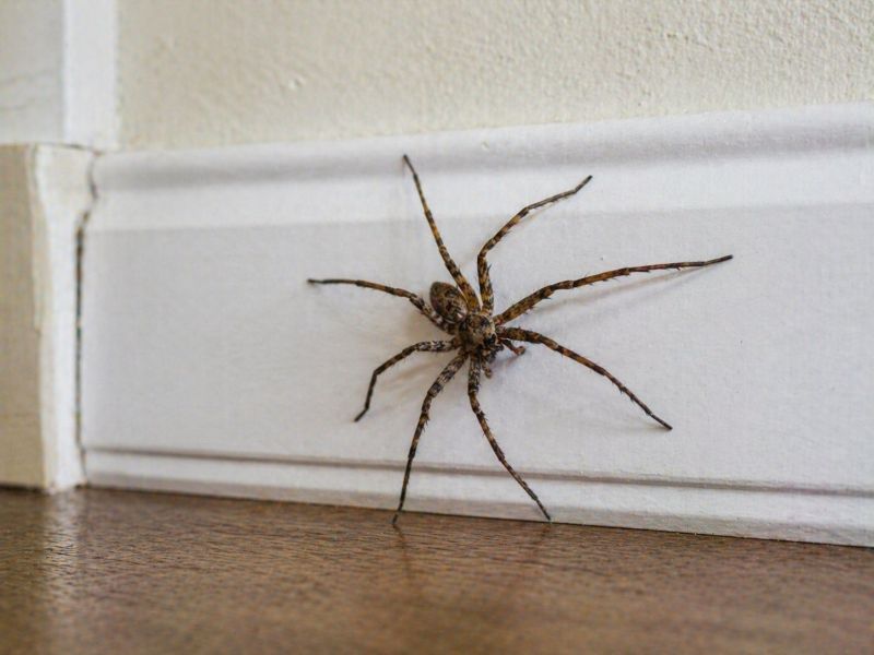 Spider Control Service in Denton, TX