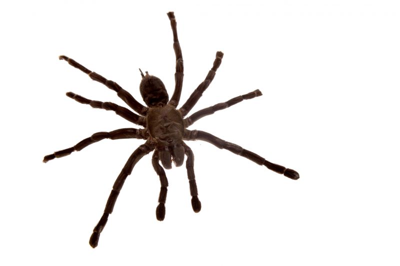 Spider Extermination Service in Rockwall, TX