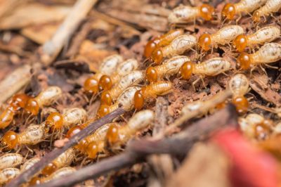 Termite Inspection Service in Frisco, TX