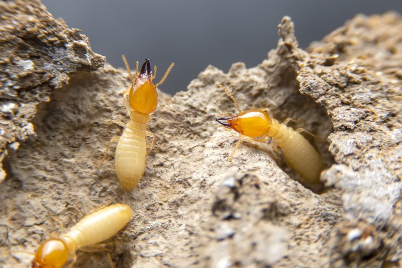 Termite Prevention in Frisco, TX